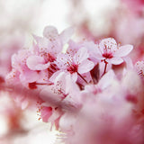 Bougie 3 mèches • Fleur de Cerisier •