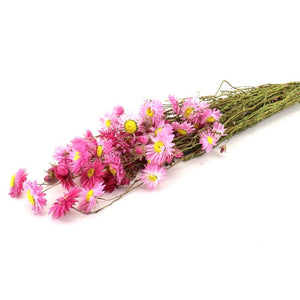 Bouquet d'Acroclinium helipterum • 60cm • rose