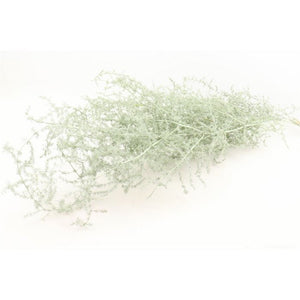 Branche d’asperge • Menthe • 60-70 cm •