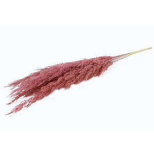 Herbe de la Pampa 8pcs • 120 cm • Rosé •