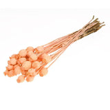 Capsules de graines de pavot • 50 cm • Abricot •