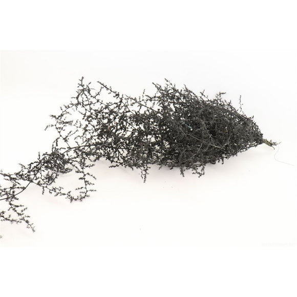 Branche d’asperge • Noir • 60-70 cm •