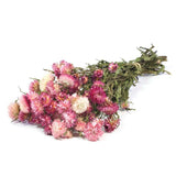 Helichrysum Bracteatum • 40-45cm • Rose •