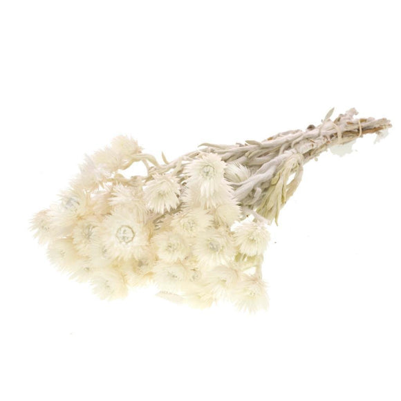Helichrysum Bracteatum • 40-45cm • Crème •