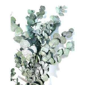 Eucalyptus cinerea conservé • 70cm • Vert •