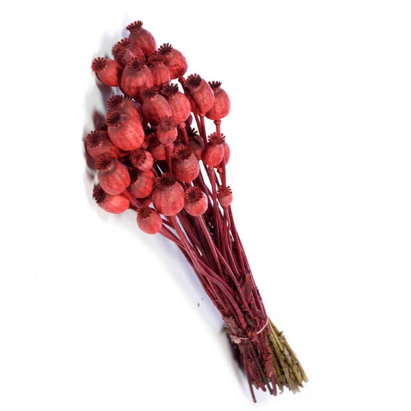 Capsules de graines de pavot • 50 cm • Rouge •