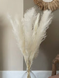 Herbe de pampas Blanc crémeux 100 cm