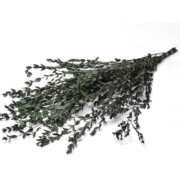 Eucalyptus Parvifolia • Stabilisé • Vert foncé •