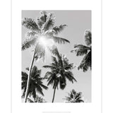 Affiche Palmiers Noir et Blanc Vintage • 40 x 50 cm •